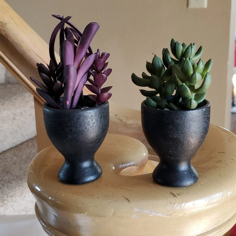 Succulent set